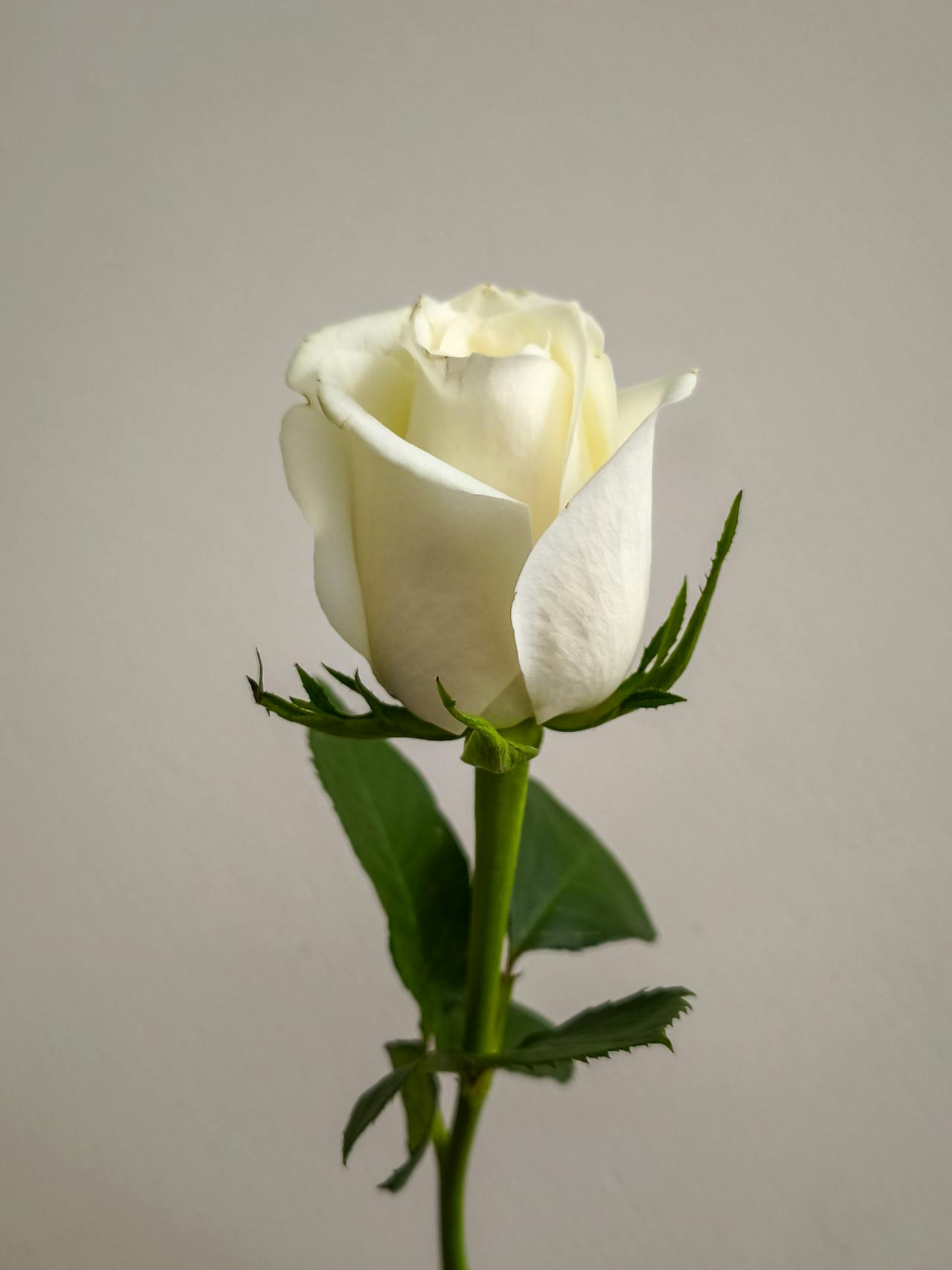 Arctica Rose